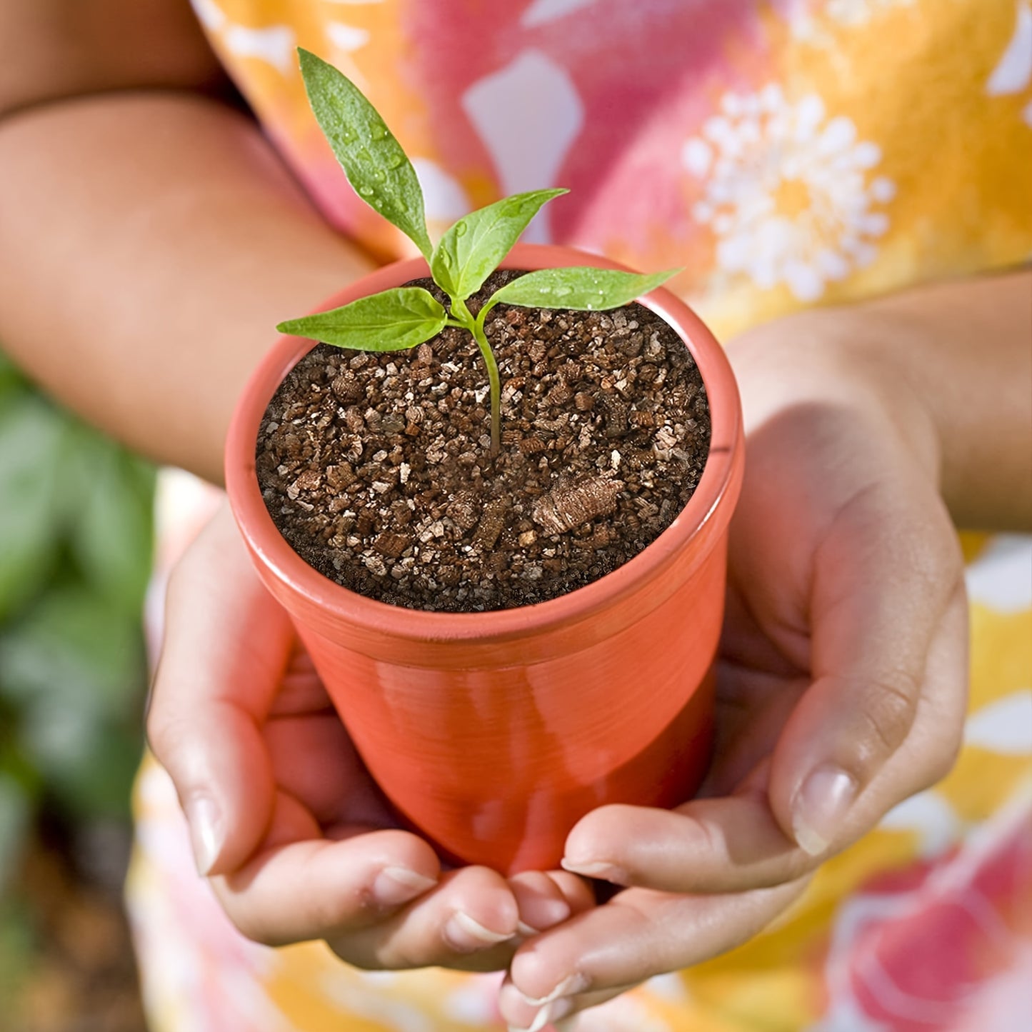 Hochwertiges Gartenbau-Vermiculit – ideal für Zimmerpflanzen, Pilze und Bonsai-Kunstprojekte (2–4 mm)